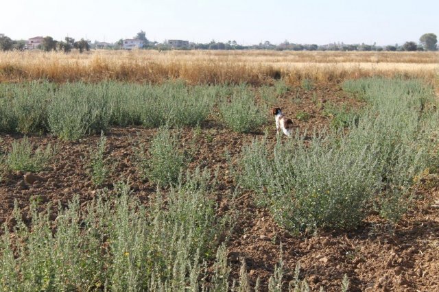 Αγωνες Α.Κ.Ι 11/6/2017